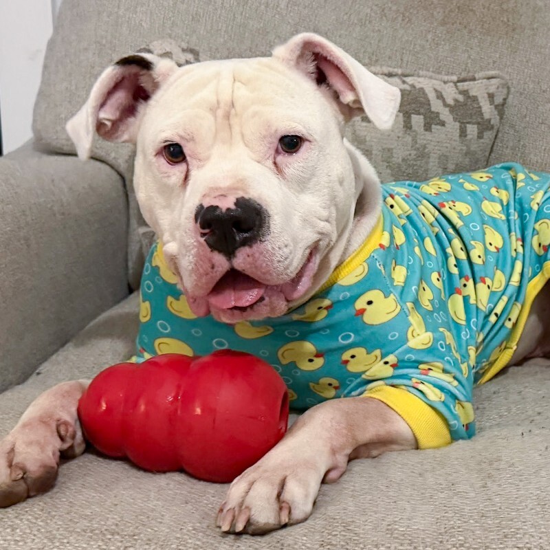 Ricardo - Dog