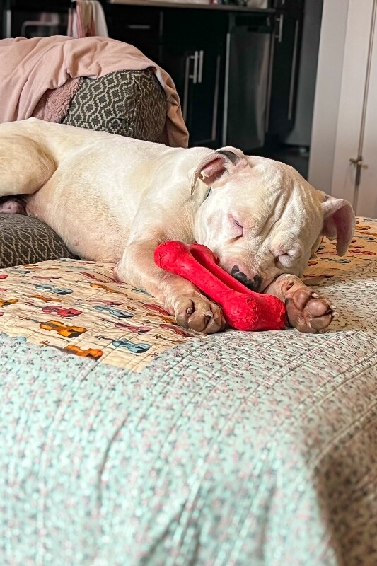 View Ricardo the Dog Photo #3