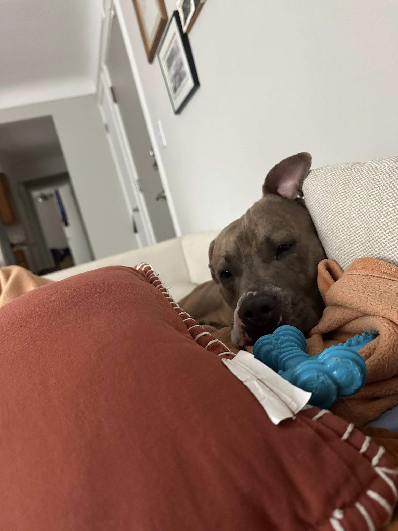 View Nilla Wafer the Dog Photo #6