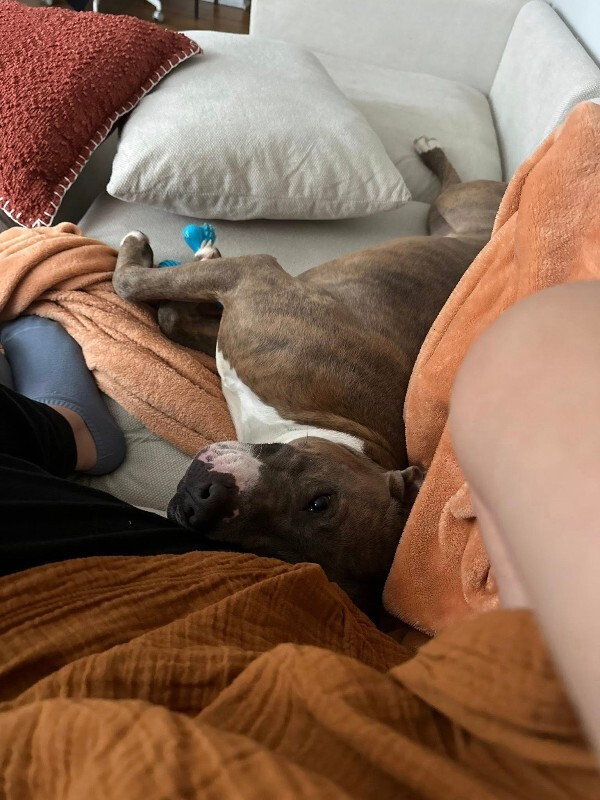 View Nilla Wafer the Dog Photo #5