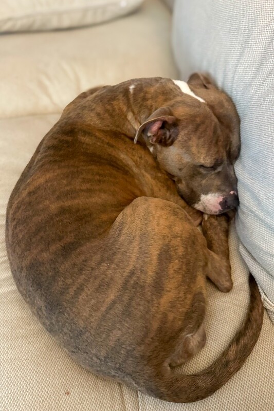 View Nilla Wafer the Dog Photo #4