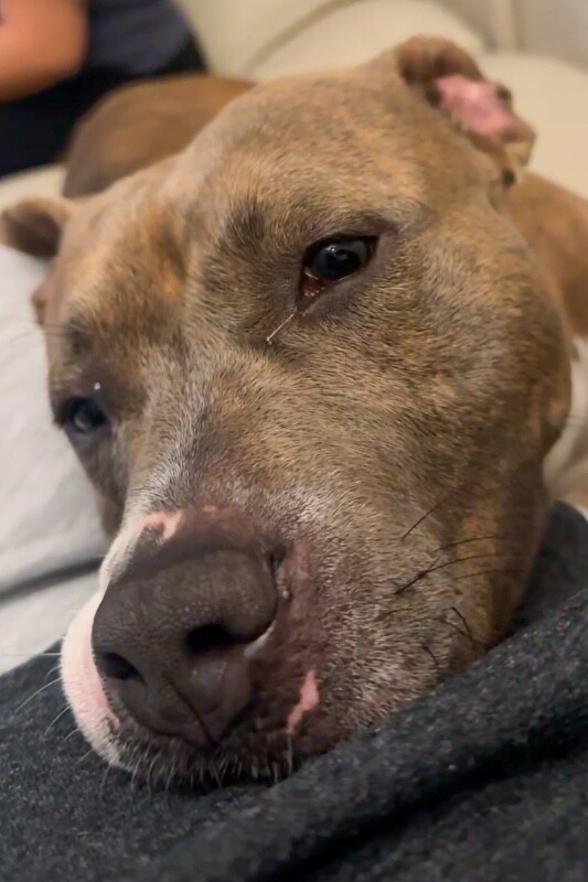 View Nilla Wafer the Dog Photo #3