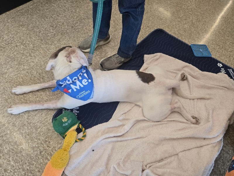 View Sweet Boy the Dog Photo #15