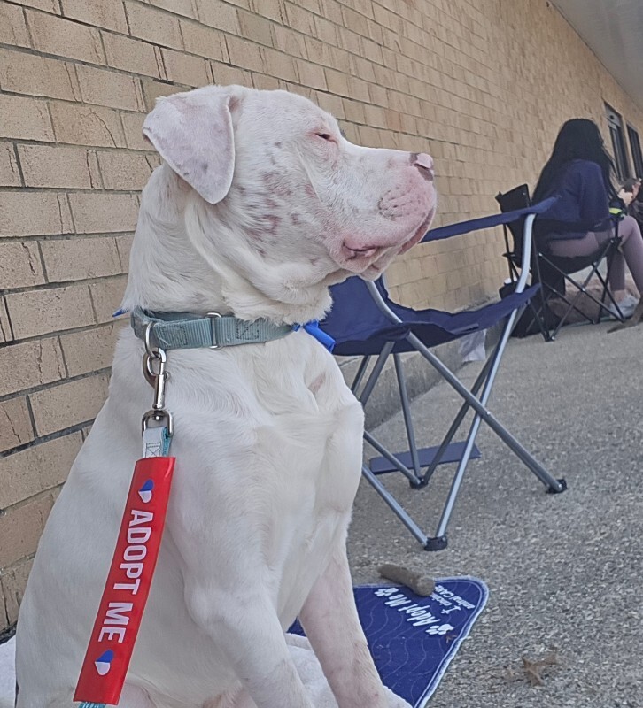 View Sweet Boy the Dog Photo #13