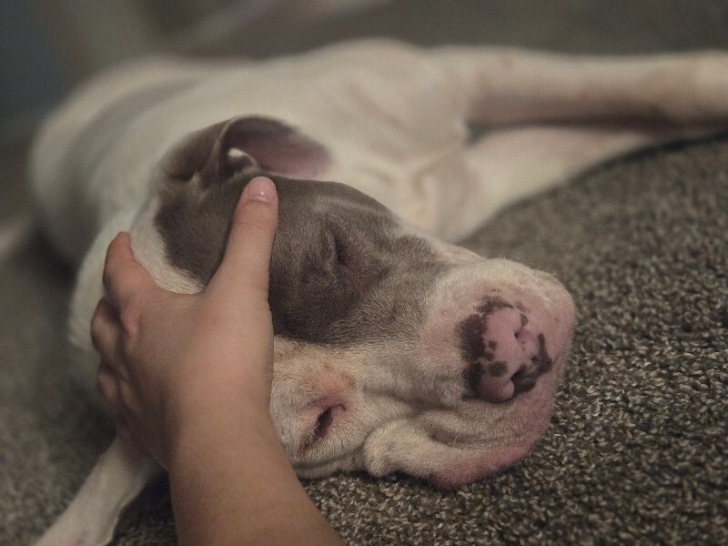 View Sweet Boy the Dog Photo #14