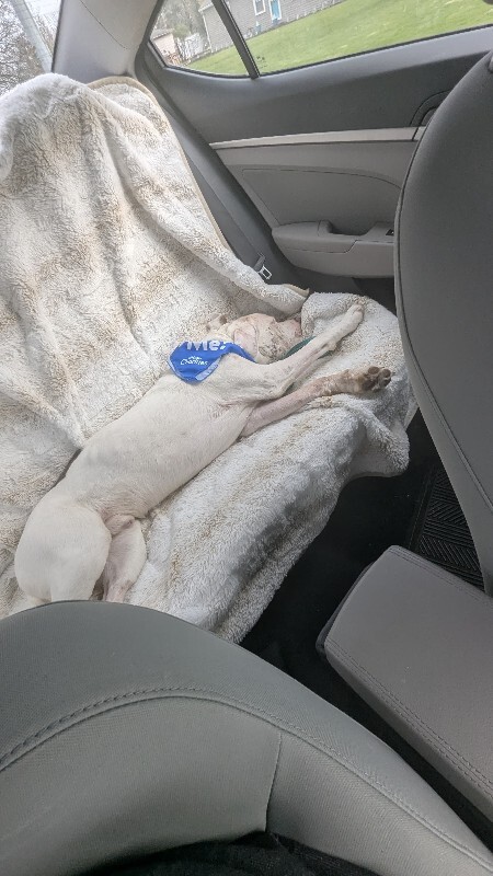 View Sweet Boy the Dog Photo #12