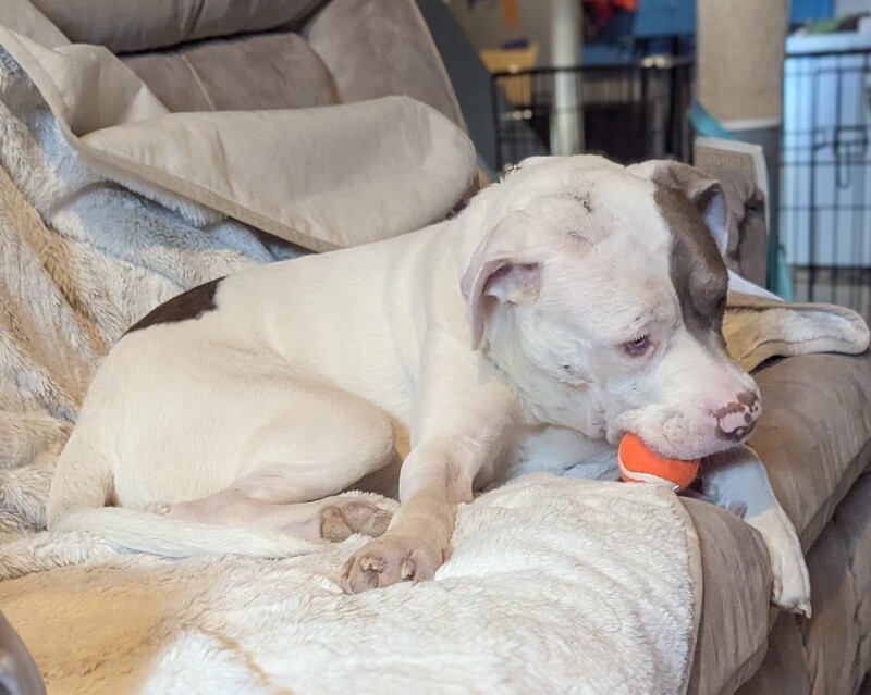 View Sweet Boy the Dog Photo #11