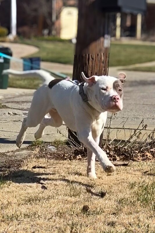 View Sweet Boy the Dog Photo #9