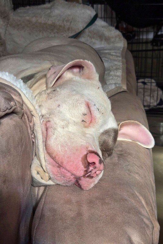 View Sweet Boy the Dog Photo #7