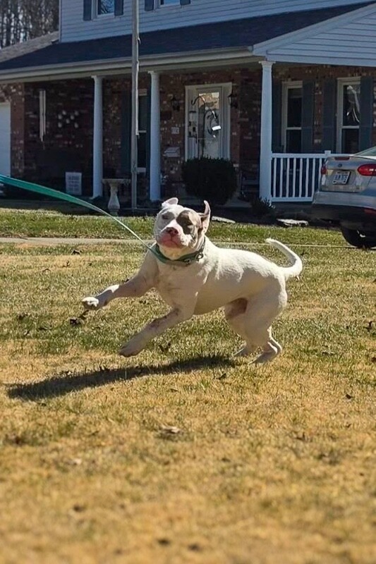 View Sweet Boy the Dog Photo #10