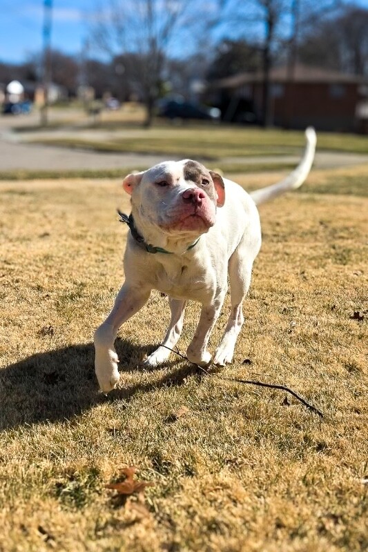 View Sweet Boy the Dog Photo #8