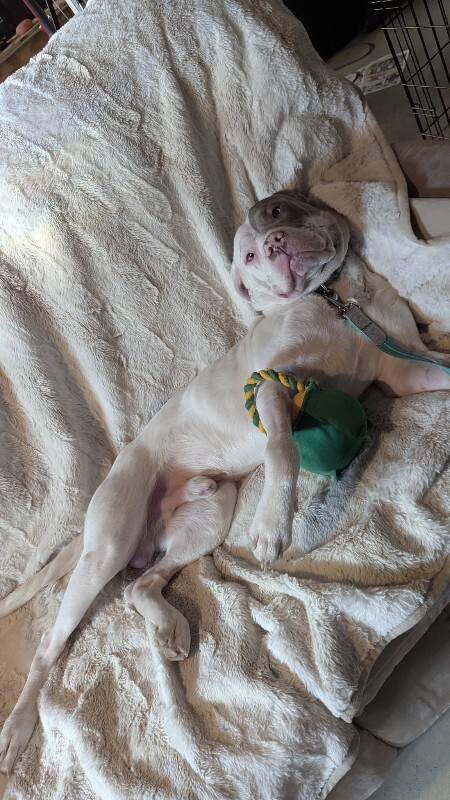 View Sweet Boy the Dog Photo #3