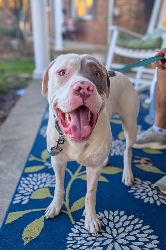 View Sweet Boy the Dog Photo #2