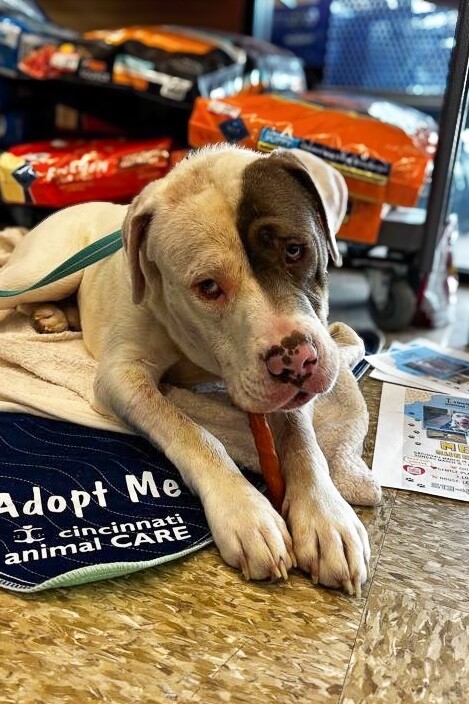 View Sweet Boy the Dog Photo #16