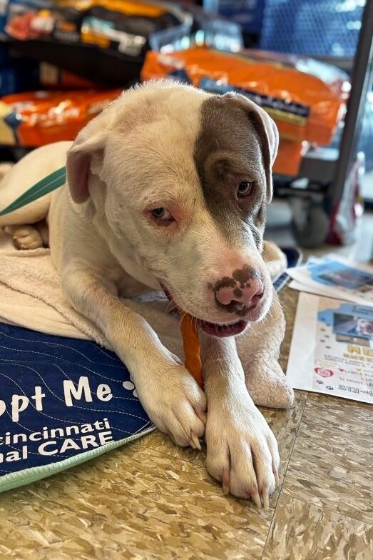 View Sweet Boy the Dog Photo #5