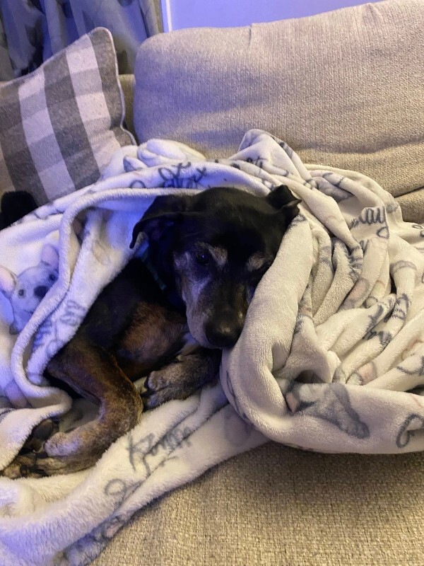 View Chloe Cherry the Dog Photo #8