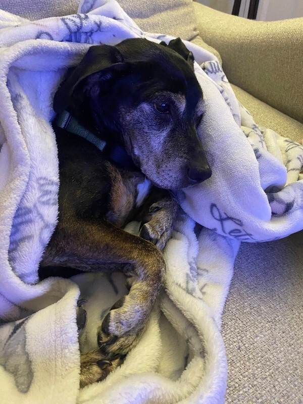 View Chloe Cherry the Dog Photo #7