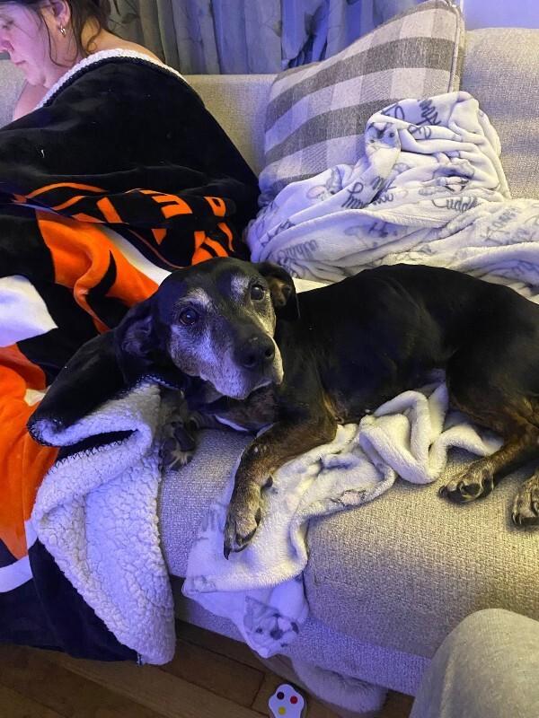 View Chloe Cherry the Dog Photo #6