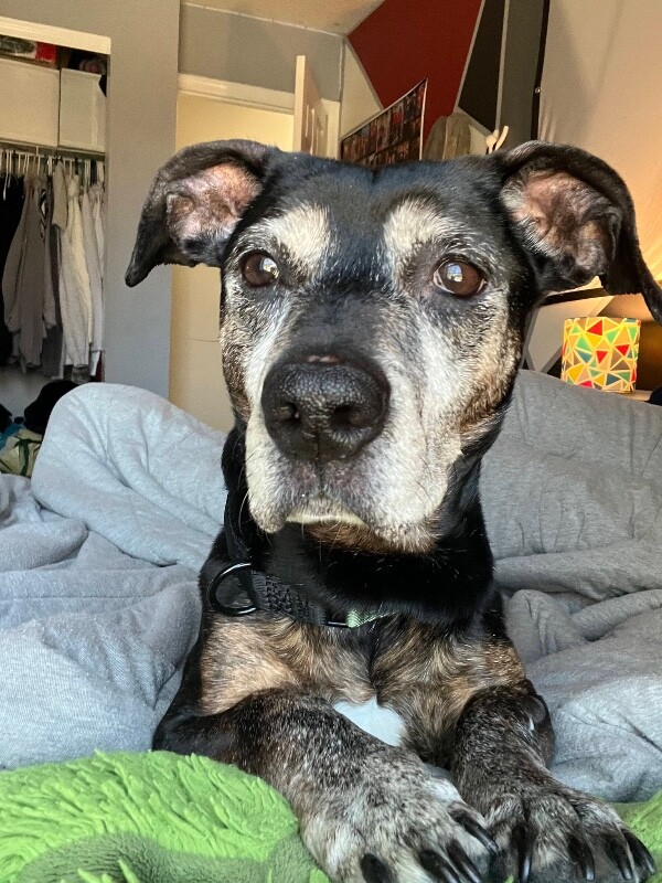 View Chloe Cherry the Dog Photo #2