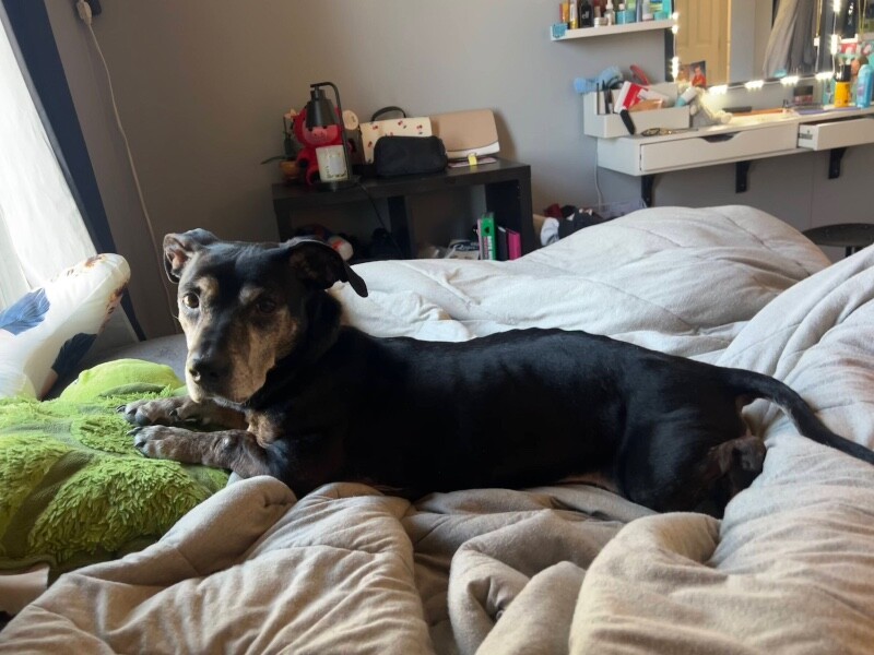 View Chloe Cherry the Dog Photo #11