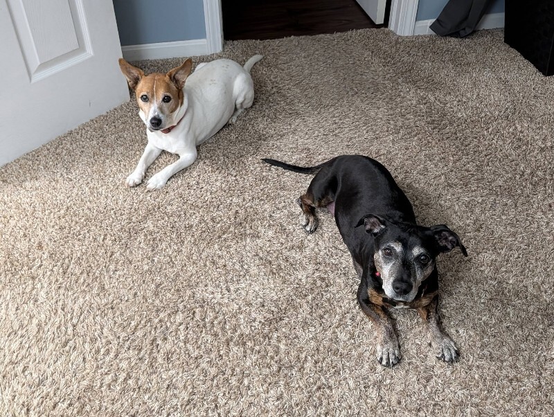 View Chloe Cherry the Dog Photo #12