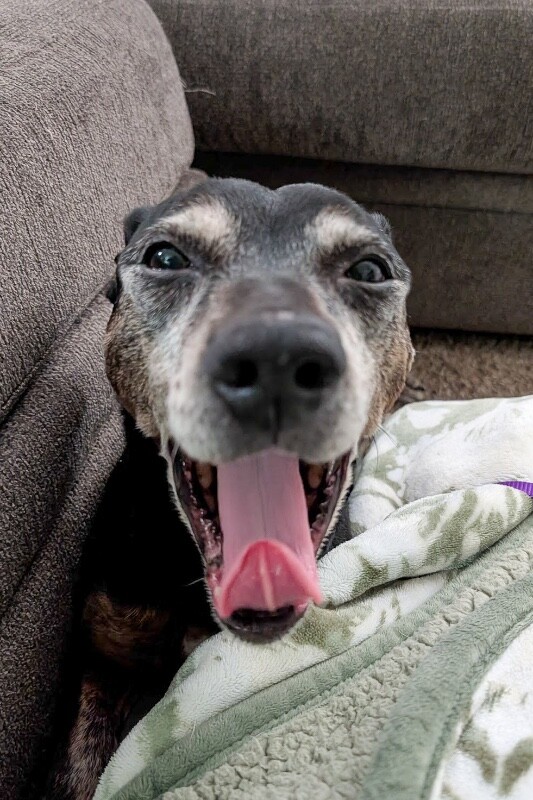 View Chloe Cherry the Dog Photo #9