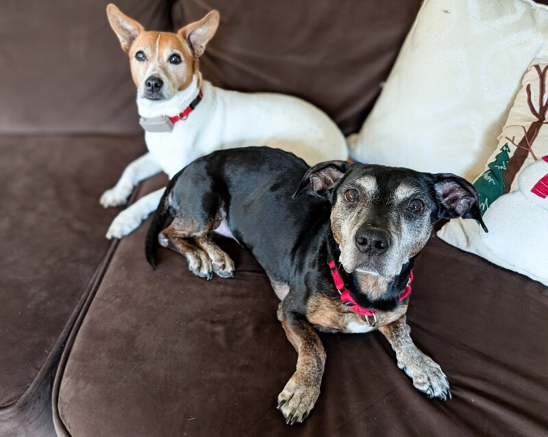 View Chloe Cherry the Dog Photo #3