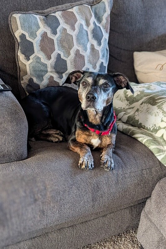 View Chloe Cherry the Dog Photo #5