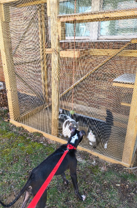 View R Dizzle the Dog Photo #7