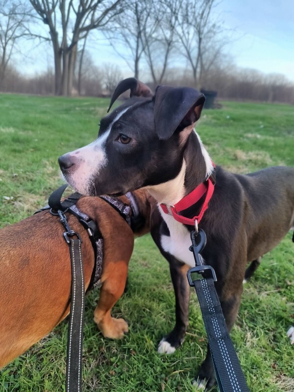 View R Dizzle the Dog Photo #4