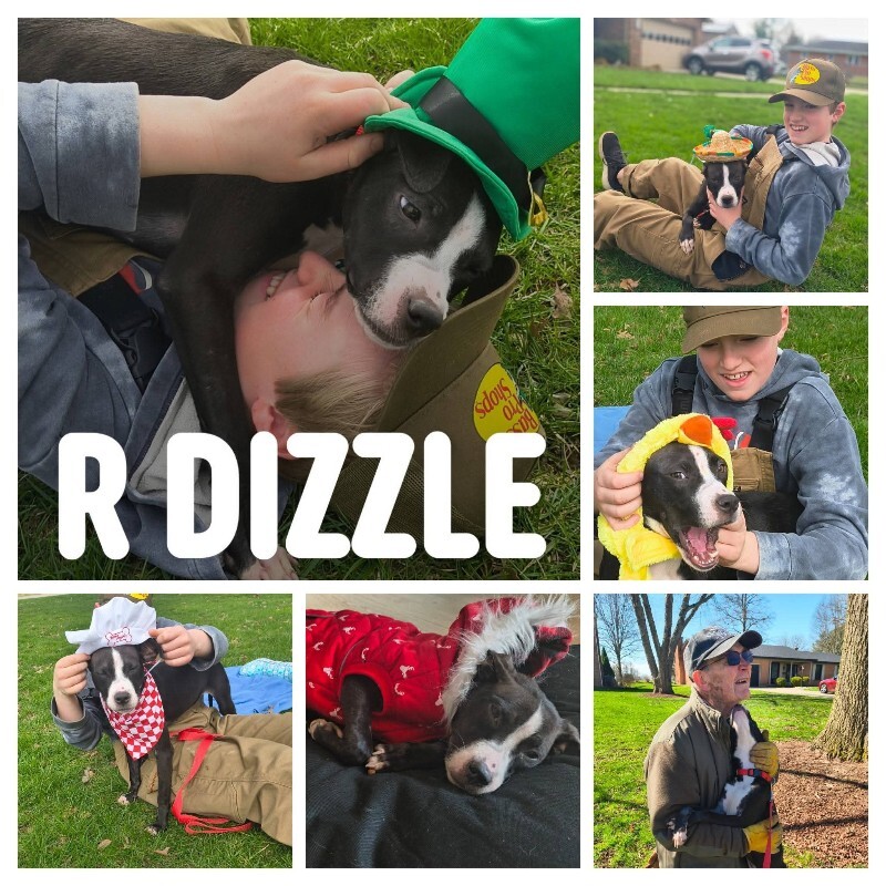 View R Dizzle the Dog Photo #3