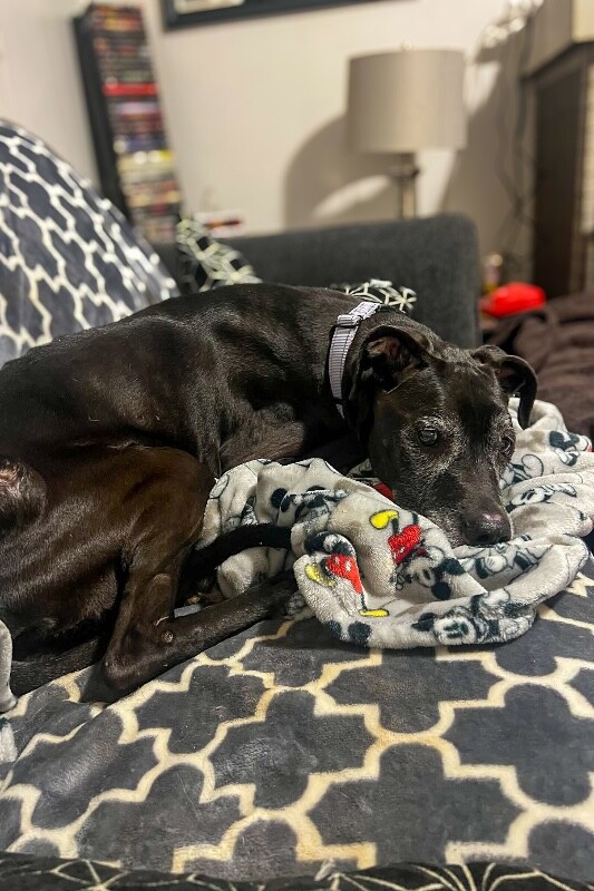 View Karla the Dog Photo #5