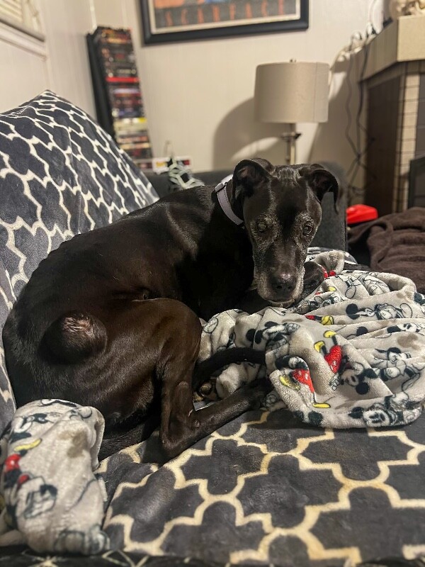 View Karla the Dog Photo #2