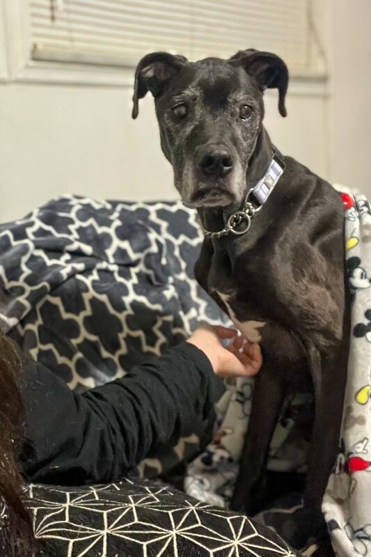 View Karla the Dog Photo #3