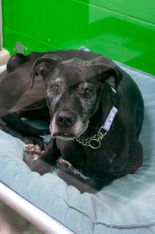 View Karla the Dog Photo #4