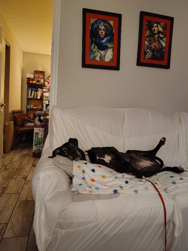 View Karla the Dog Photo #10