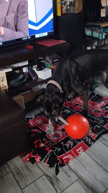 View Karla the Dog Photo #18