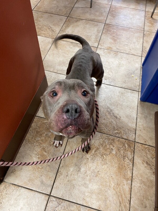 View Gretal the Dog Photo #3