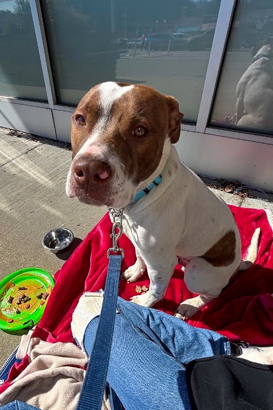 View Mcdonald the Dog Photo #12