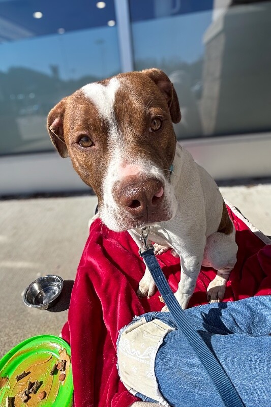 View Mcdonald the Dog Photo #5