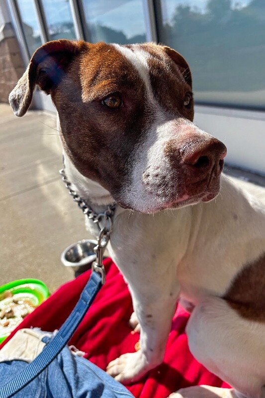 View Mcdonald the Dog Photo #13