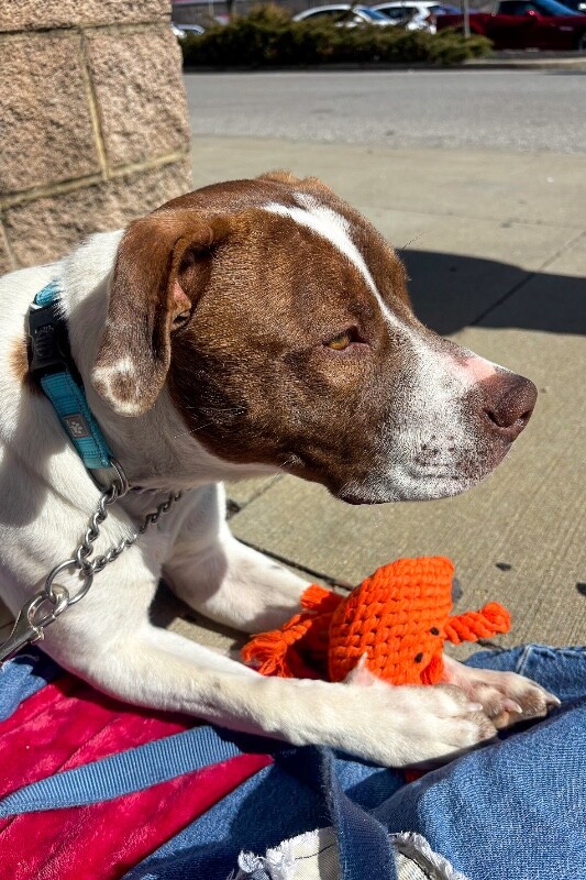 View Mcdonald the Dog Photo #11