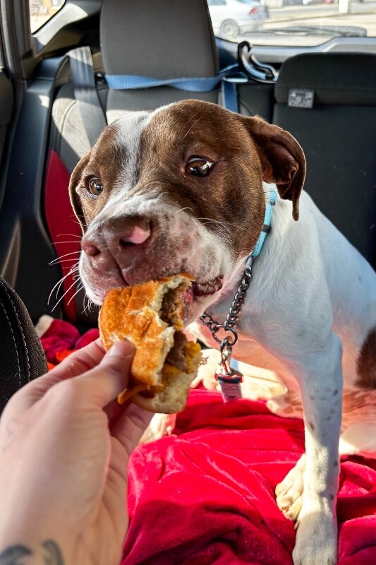 View Mcdonald the Dog Photo #7