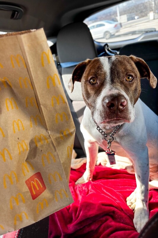 View Mcdonald the Dog Photo #10