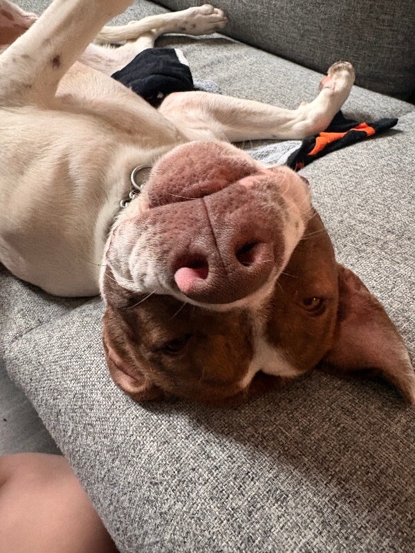 View Mcdonald the Dog Photo #8