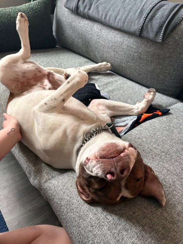 View Mcdonald the Dog Photo #3