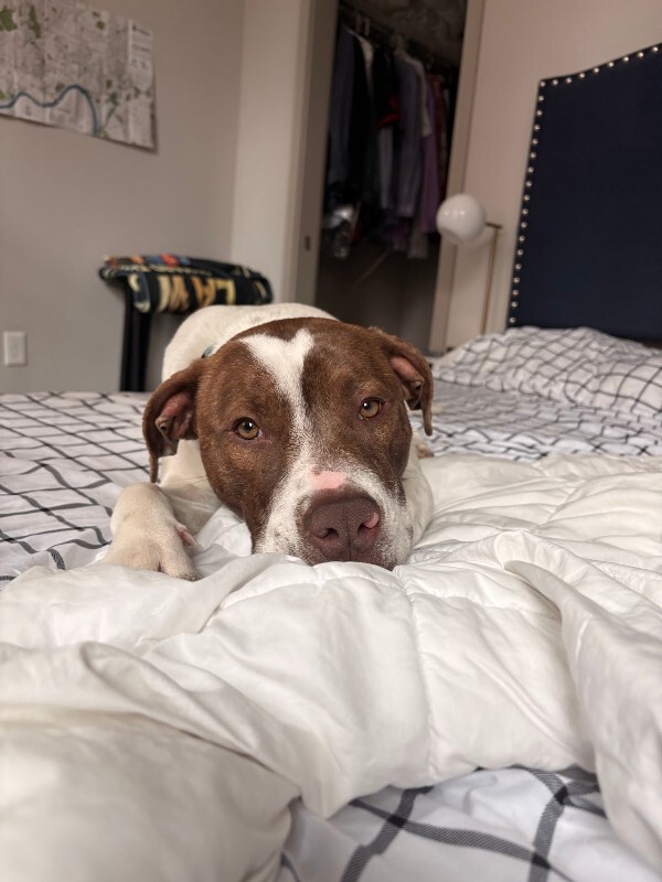 View Mcdonald the Dog Photo #4