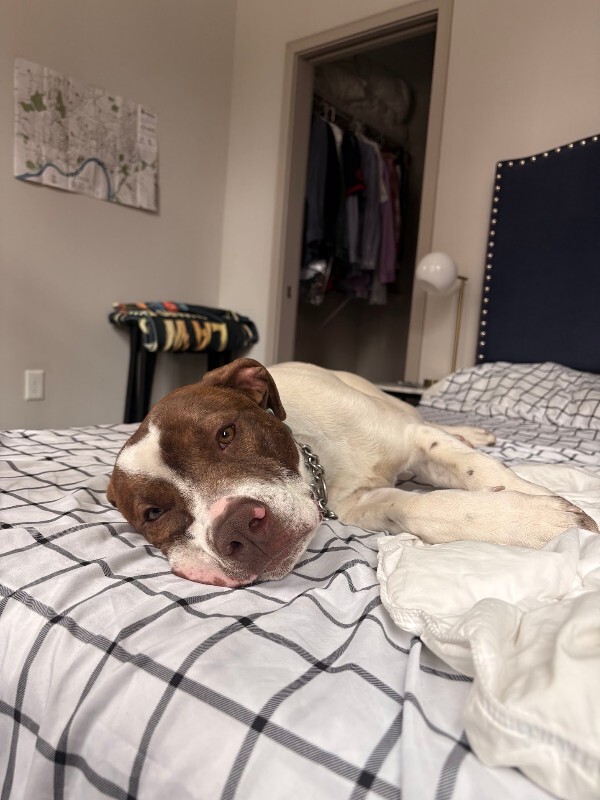 View Mcdonald the Dog Photo #6