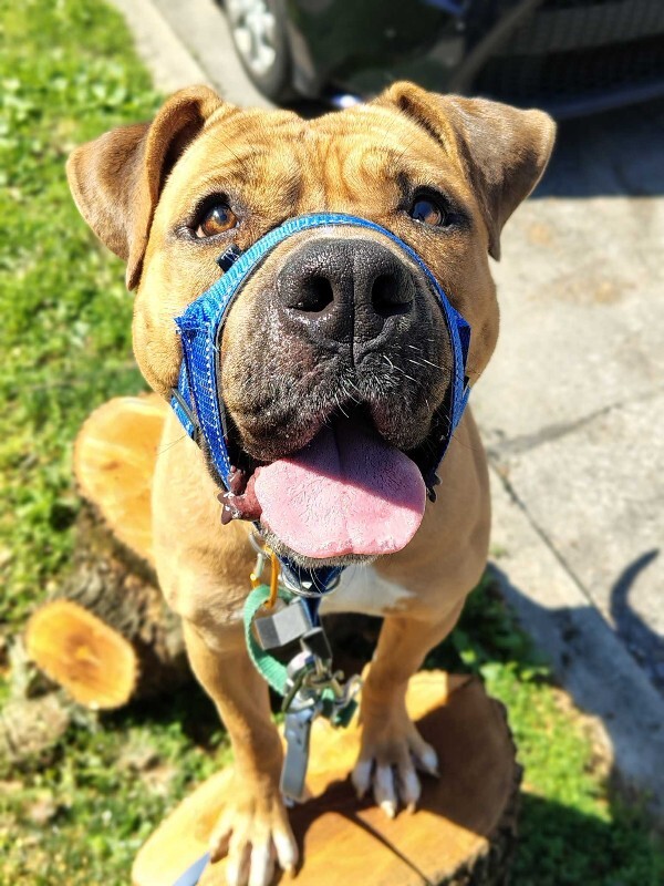 View Speed Limit the Dog Photo #12