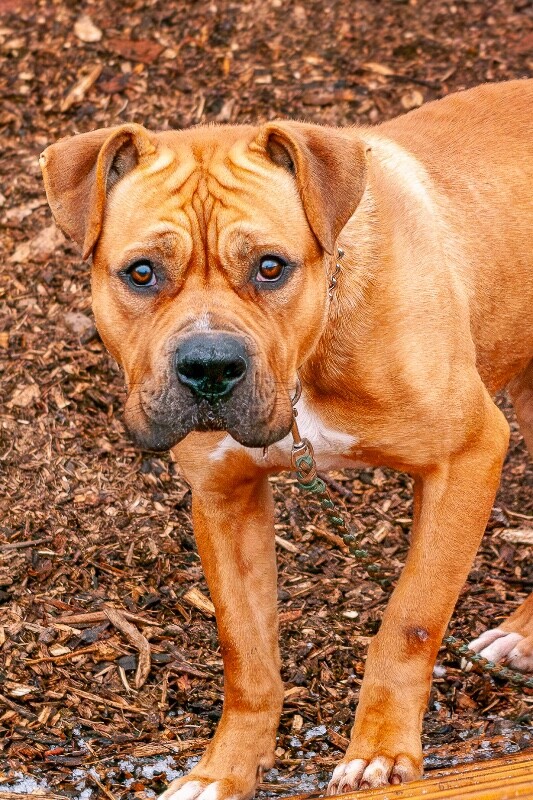 View Speed Limit the Dog Photo #2